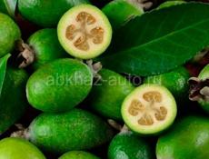 куплю фейхоа