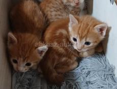 Отдам в добрые руки