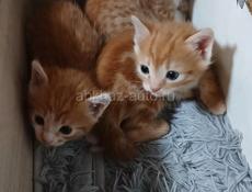 Отдам в добрые руки