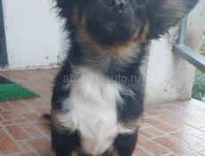 Продаём щенка чихуахуа мальчик