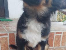 Продаём щенка чихуахуа мальчика