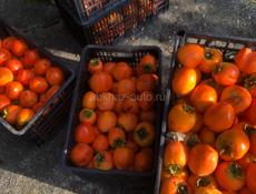 Продаю хурма бычка