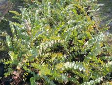 Саженцы Эвкалипта