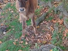 Продам  телёнка    цена 20.000  тысяч 
