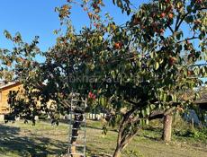 Куплю обычную хурму 