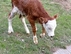 Продам бычка