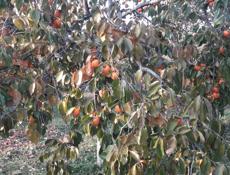 Хурма Бычее Сердце