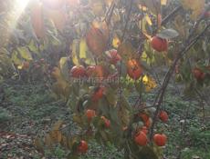 Хурма Бычее Сердце