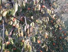 Хурма Бычее Сердце