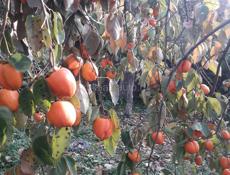 Хурма Бычее Сердце