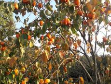 Хурма Бычее Сердце