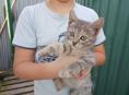 Отдам котят 