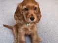 Куплю щенка