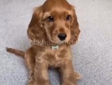 Куплю щенка