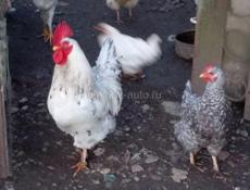 Молодые курицы и петухи