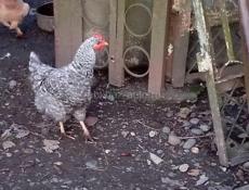 Молодые курицы и петухи