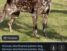 Ищу щенка курцхар!