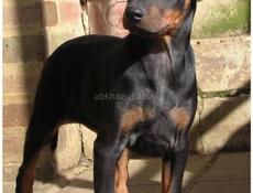 Продаю срочно немецкого ягдтерьера! 