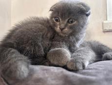 Продаются котята 