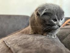 Продаются котята 