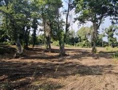 Цандрипш 9 соток