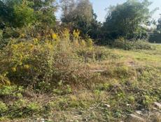 Продаю срочно,Цандрипш 4 соток ,2,3🍋