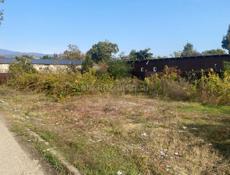 Продаю срочно,Цандрипш 4 соток ,2,3🍋