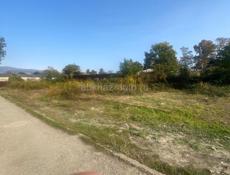 Продаю срочно,Цандрипш 4 соток ,2,3🍋