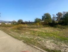 Продаю срочно,Цандрипш 4 соток ,2,3🍋