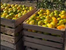 Нужны сборщики мандарин