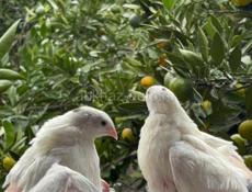 Продажа перепелок