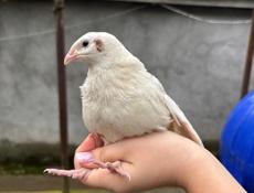 Продажа перепелок 