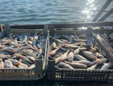 Барабуля Крупная