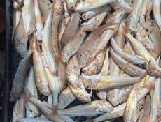 Барабуля Крупная