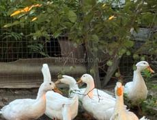 Продаются пекинские утки