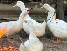 Продаются пекинские утки