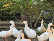 Продаются пекинские утки