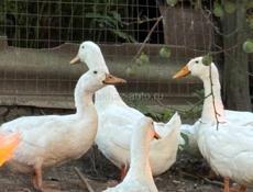 Продаются пекинские утки 