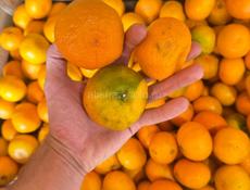 Покупаю МАНДАРИНы