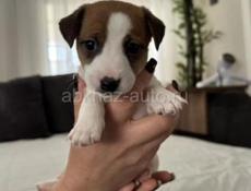 Щенки Джек Рассел терьер 💞💞💞💞💞💞💞💞