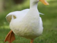 Продаются утки 5 штук 