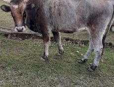 Продажа бычка