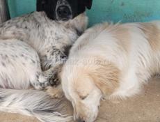 Отдаем собак в добрые руки