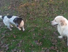 Отдаем собак в добрые руки