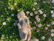 Вислоухая британская кошка