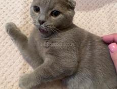 Вислоухая британская кошка 