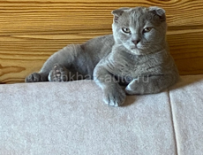 Вислоухая британская кошка