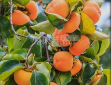 Продам хурму плоскую  400 кг будет 