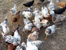 продам цыплят