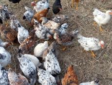 продам цыплят